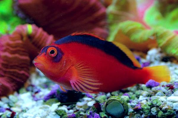 Flame Hawkfish (Neocirrhitus Armatus) - Reef Exclusive MA LLC