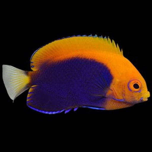 Flameback Angelfish (Centropyge Acanthops) - Reef Exclusive MA LLC