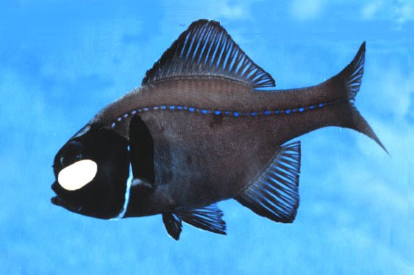 Flashlight Fish (Anomalops Katoptron) - Reef Exclusive MA LLC