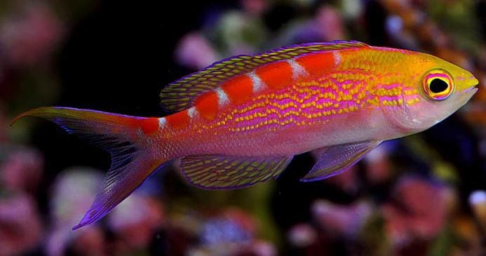 Flavoguttatus Anthias (Pseudanthias Flavoguttatus) - Reef Exclusive MA LLC