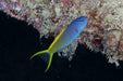 Forktail Blenny (Meiacanthus Atrodorsalis) - Reef Exclusive MA LLC