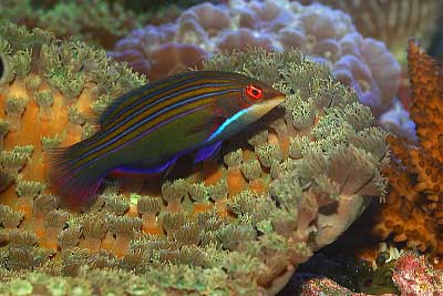 Four Line Wrasse (Pseudocheilinus tetrataenia) - Reef Exclusive MA LLC