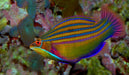 Four Line Wrasse (Pseudocheilinus tetrataenia) - Reef Exclusive MA LLC