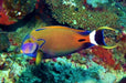 Fowleri Tang (Acanthurus Fowleri) - Reef Exclusive MA LLC