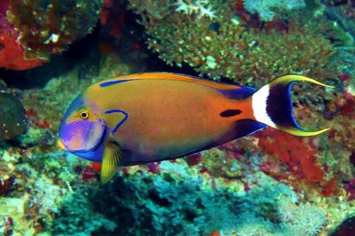 Fowleri Tang (Acanthurus Fowleri) - Reef Exclusive MA LLC