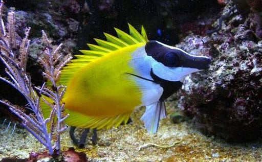 Foxface Lo (Siganus Vulpinus) - Reef Exclusive MA LLC