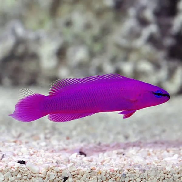 Fridmani Orchid (Pseudochromis Fridmani) - Reef Exclusive MA LLC