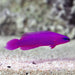 Fridmani Orchid (Pseudochromis Fridmani) - Reef Exclusive MA LLC