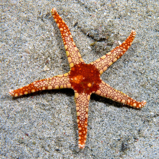 Fromia Monilis Starfish - Reef Exclusive MA LLC