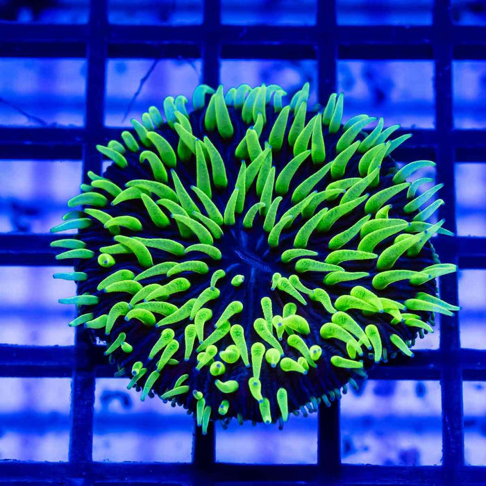 Fungia Green Polyp Aussie - Reef Exclusive MA LLC