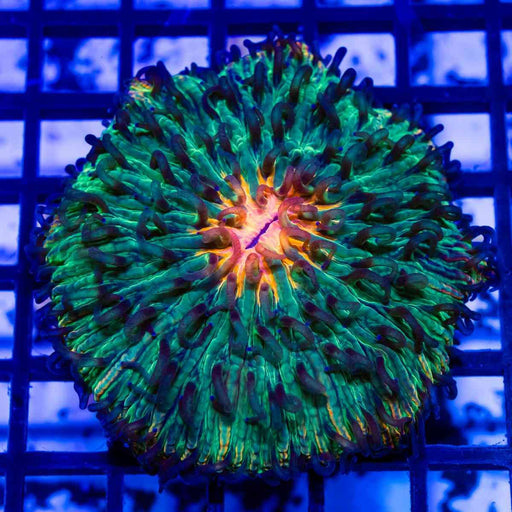 Fungia Quadricolor - Reef Exclusive MA LLC