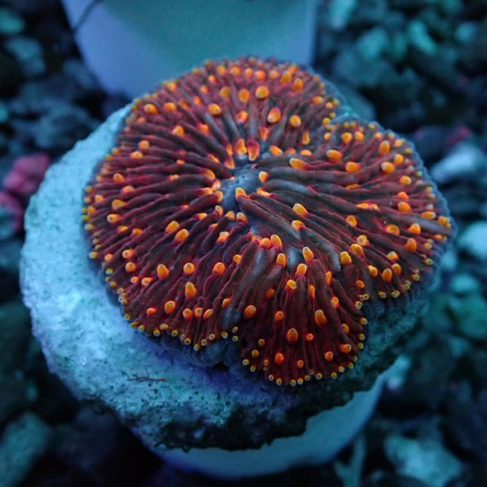 Fungia Smoldering Flame - Reef Exclusive MA LLC