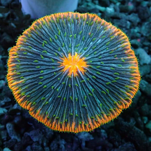 Fungia Tricolor - Reef Exclusive MA LLC