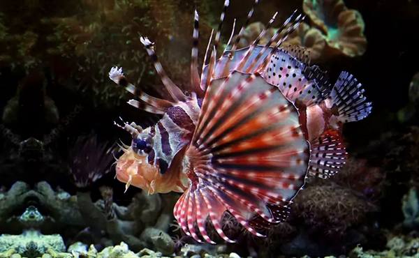 Fuzzy Dwarf Lionfish (Dendrochirus Brachypterus) - Reef Exclusive MA LLC