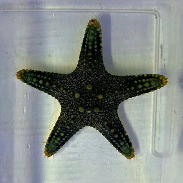 General Starfish (Not Reef Safe) - Reef Exclusive MA LLC