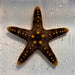 General Starfish (Not Reef Safe) WYSIWYG - Reef Exclusive MA LLC