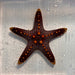 General Starfish (Not Reef Safe) WYSIWYG - Reef Exclusive MA LLC