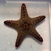 General Starfish (Not Reef Safe) WYSIWYG - Reef Exclusive MA LLC