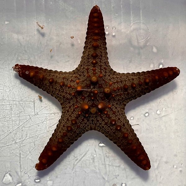 General Starfish (Not Reef Safe) WYSIWYG - Reef Exclusive MA LLC