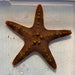 General Starfish (Not Reef Safe) WYSIWYG - Reef Exclusive MA LLC