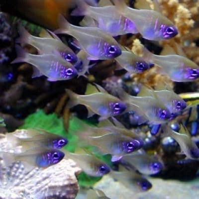 Glass Cardinal Fish (Zoramia Leptacantha) - Reef Exclusive MA LLC