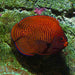 Golden Angelfish (Centropyge Aurantia) Bali Aquarich - Reef Exclusive MA LLC