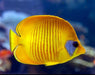 Golden Semilarvatus Butterflyfish (Chaetodon Semilarvatus) - Reef Exclusive MA LLC