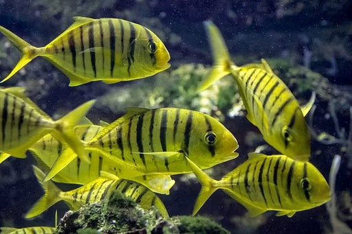 Golden Trevally (Gnathanodon Speciosus) - Reef Exclusive MA LLC