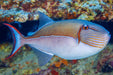 Goldenback Triggerfish (Xanthichthys Caeruleolineatus) - Reef Exclusive MA LLC