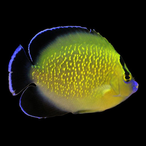 Goldflake Angelfish (Apolemichthys xanthopunctatus) - Reef Exclusive MA LLC