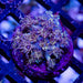 Goniopora - Reef Exclusive MA LLC