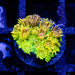 Goniopora Rainbow Super Ultra Grade - Reef Exclusive MA LLC