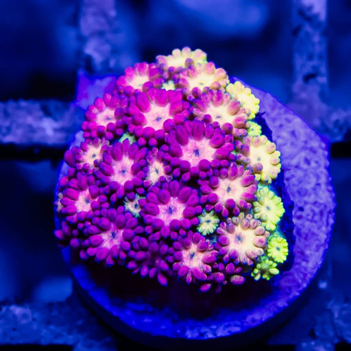 Goniopora Rainbow Super Ultra Grade - Reef Exclusive MA LLC