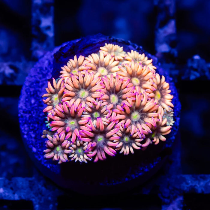 Goniopora Rainbow Super Ultra Grade - Reef Exclusive MA LLC