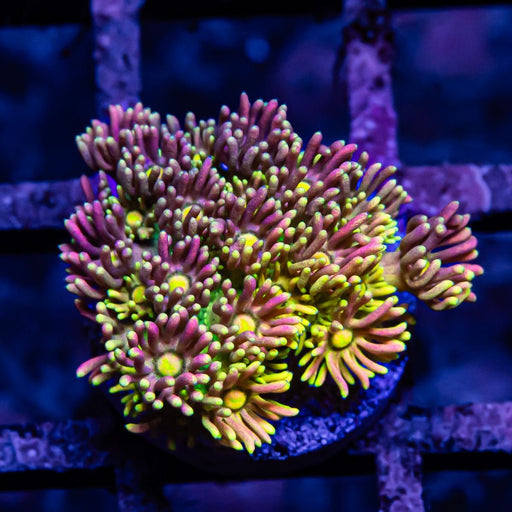 Goniopora Rainbow Super Ultra Grade - Reef Exclusive MA LLC