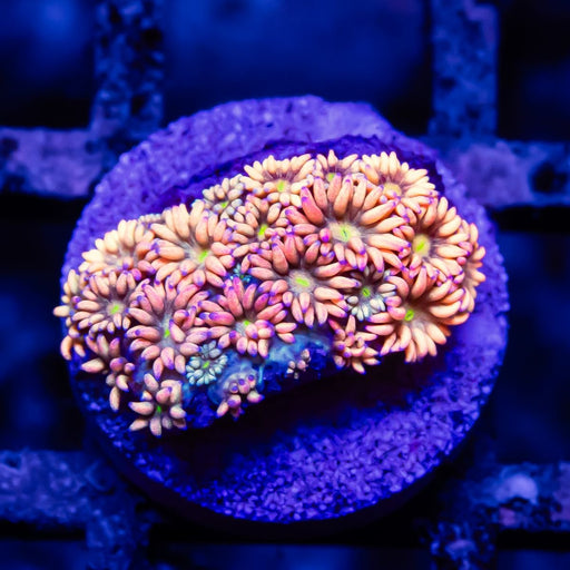 Goniopora Rainbow Super Ultra Grade - Reef Exclusive MA LLC