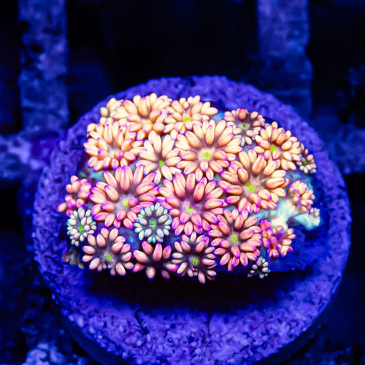 Goniopora Rainbow Super Ultra Grade - Reef Exclusive MA LLC