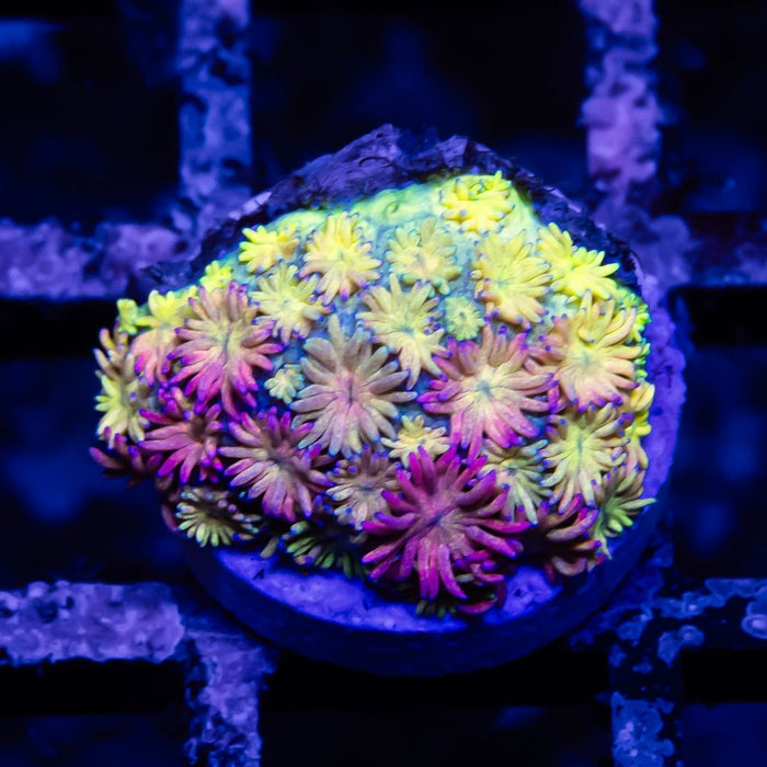 Goniopora Rainbow Super Ultra Grade - Reef Exclusive MA LLC