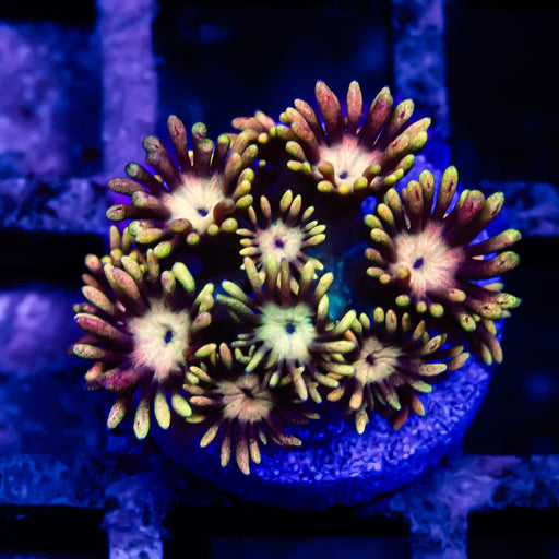 Goniopora Rainbow Super Ultra Grade - Reef Exclusive MA LLC