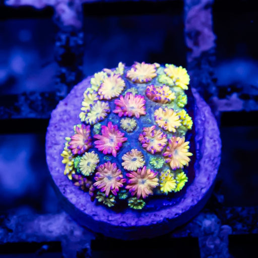 Goniopora Rainbow Super Ultra Grade - Reef Exclusive MA LLC