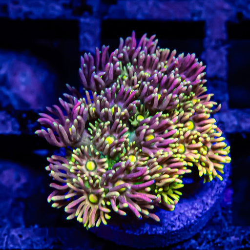 Goniopora Rainbow Super Ultra Grade - Reef Exclusive MA LLC