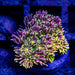 Goniopora Rainbow Super Ultra Grade - Reef Exclusive MA LLC