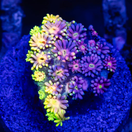 Goniopora Rainbow Super Ultra Grade - Reef Exclusive MA LLC