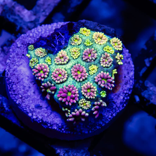 Goniopora Rainbow Super Ultra Grade - Reef Exclusive MA LLC