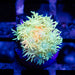 Goniopora Rainbow Super Ultra Grade - Reef Exclusive MA LLC