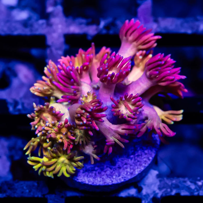 Goniopora Rainbow Super Ultra Grade - Reef Exclusive MA LLC