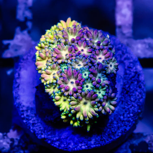 Goniopora Rainbow Super Ultra Grade - Reef Exclusive MA LLC