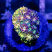 Goniopora Rainbow Super Ultra Grade - Reef Exclusive MA LLC