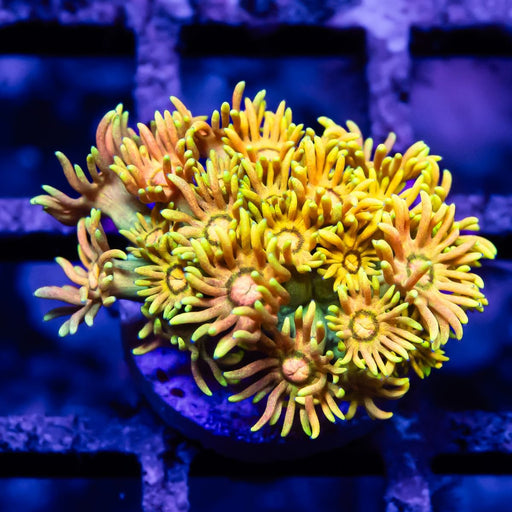 Goniopora Rainbow Super Ultra Grade - Reef Exclusive MA LLC