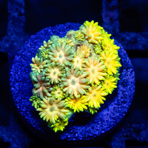 Goniopora Rainbow Super Ultra Grade - Reef Exclusive MA LLC